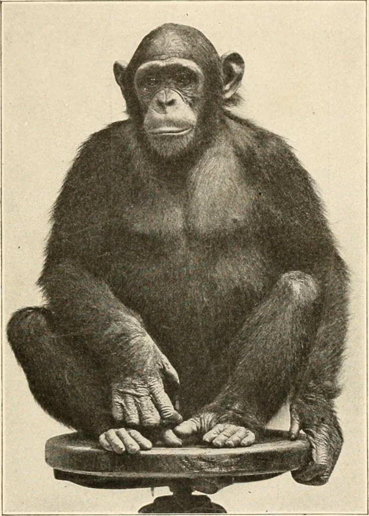 An illustration from Men of the old stone age, their environment, life and art, 1916, leaf 88