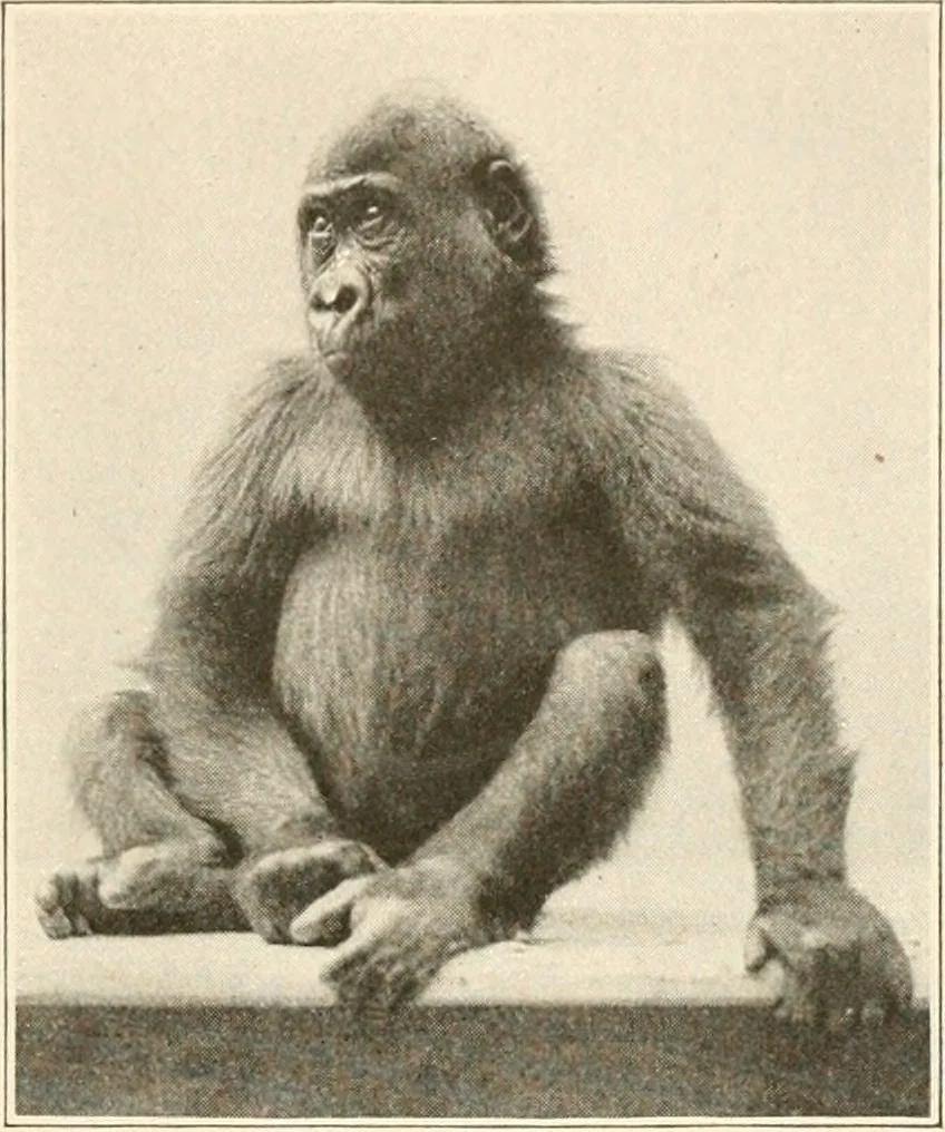 An illustration from Men of the old stone age, their environment, life and art, 1916, leaf 90