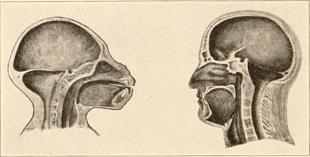 An illustration from Men of the old stone age, their environment, life and art, 1916, leaf 91