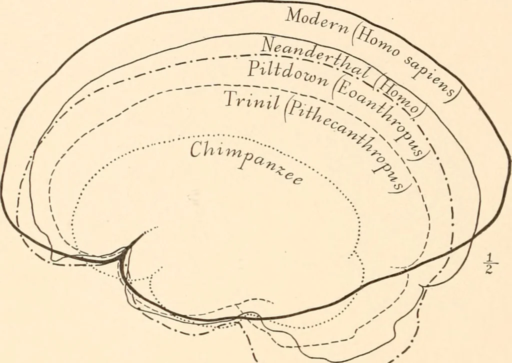 An illustration from Men of the old stone age, their environment, life and art, 1916, leaf 93