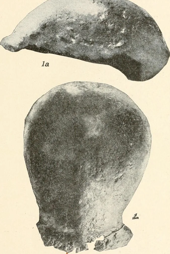 An illustration from Men of the old stone age : their environment, life and art, 1915, leaf 110