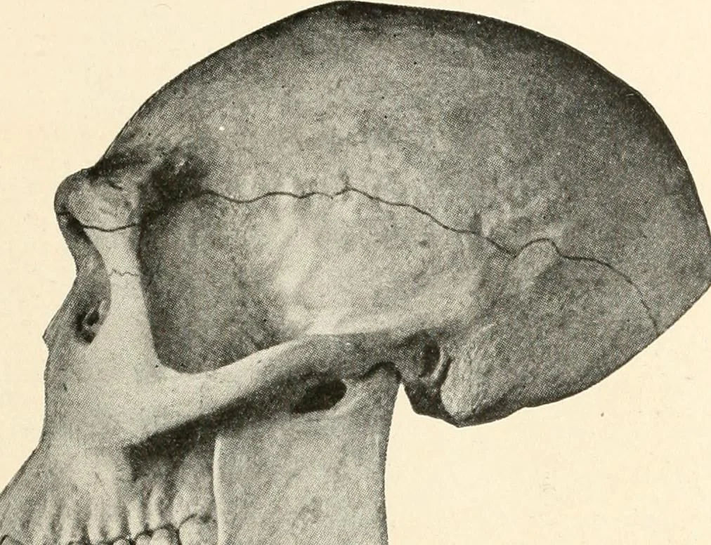 An illustration from Men of the old stone age : their environment, life and art, 1915, leaf 112