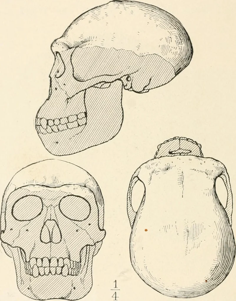 An illustration from Men of the old stone age : their environment, life and art, 1915, leaf 113