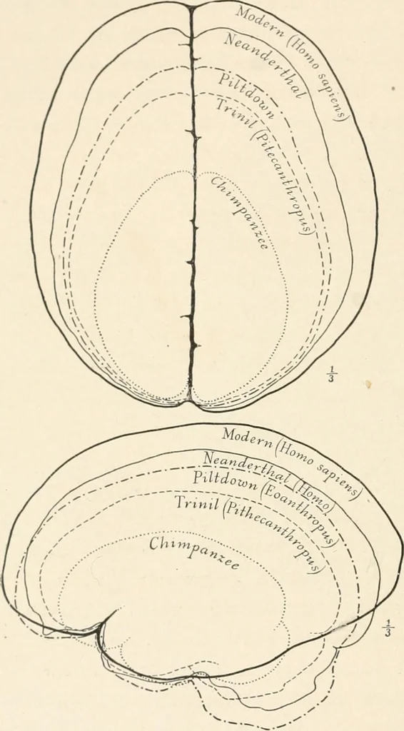 An illustration from Men of the old stone age : their environment, life and art, 1915, leaf 117