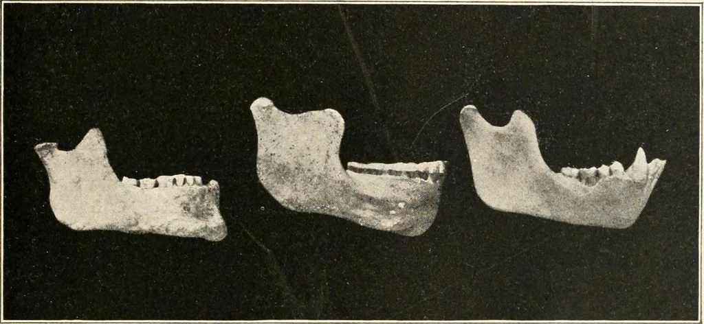 An illustration from Men of the old stone age : their environment, life and art, 1915, leaf 132