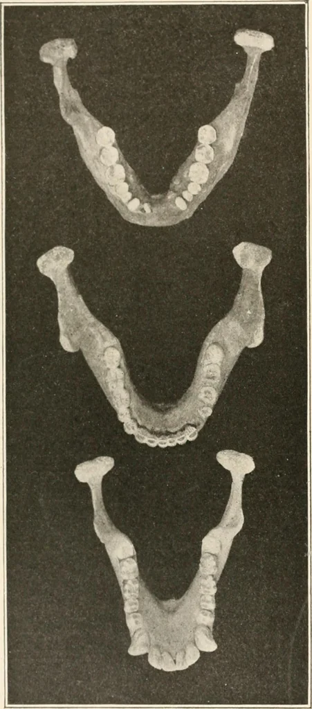 An illustration from Men of the old stone age : their environment, life and art, 1915, leaf 133