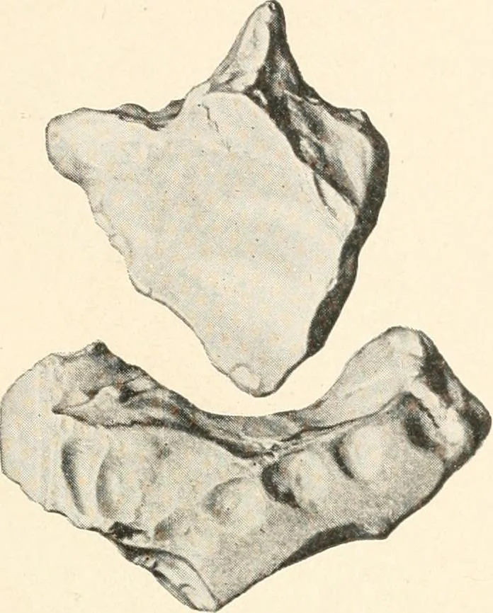 An illustration from Men of the old stone age : their environment, life and art, 1915, leaf 168