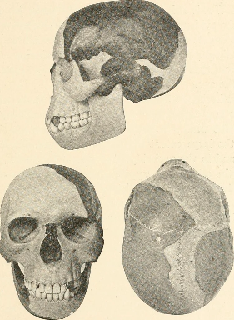 An illustration from Men of the old stone age : their environment, life and art, 1915, leaf 170