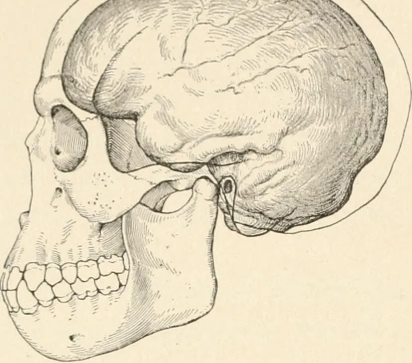 An illustration from Men of the old stone age : their environment, life and art, 1915, leaf 173