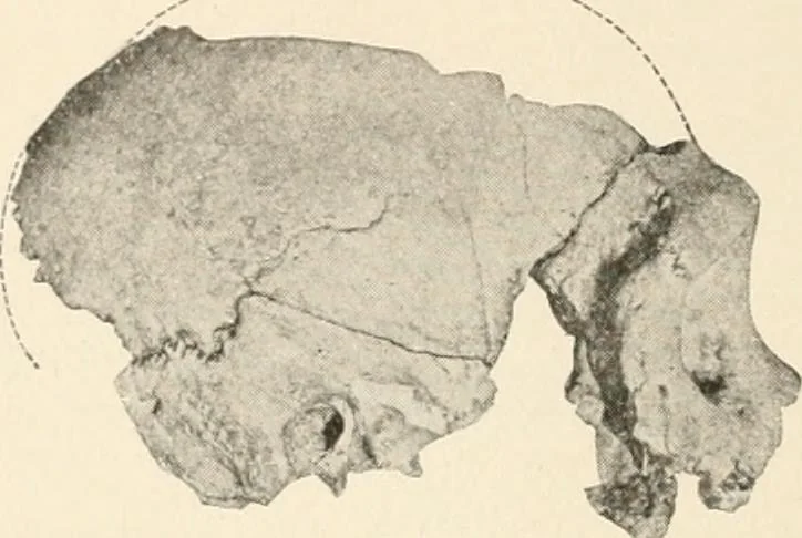 An illustration from Men of the old stone age : their environment, life and art, 1915, leaf 215