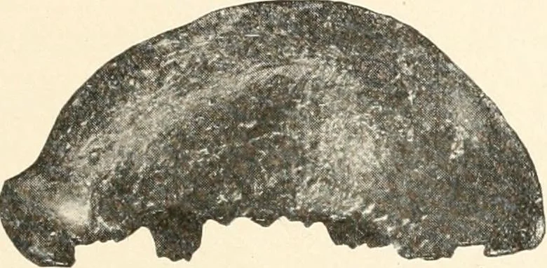 An illustration from Men of the old stone age : their environment, life and art, 1915, leaf 248