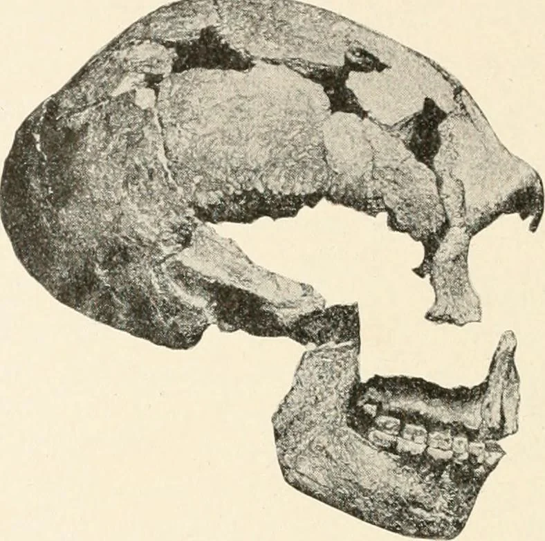 An illustration from Men of the old stone age : their environment, life and art, 1915, leaf 251