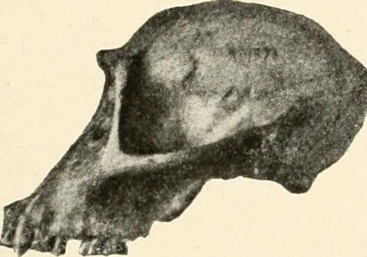 An illustration from Men of the old stone age : their environment, life and art, 1915, leaf 258