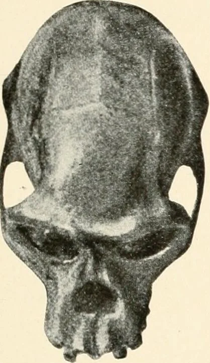 An illustration from Men of the old stone age : their environment, life and art, 1915, leaf 262