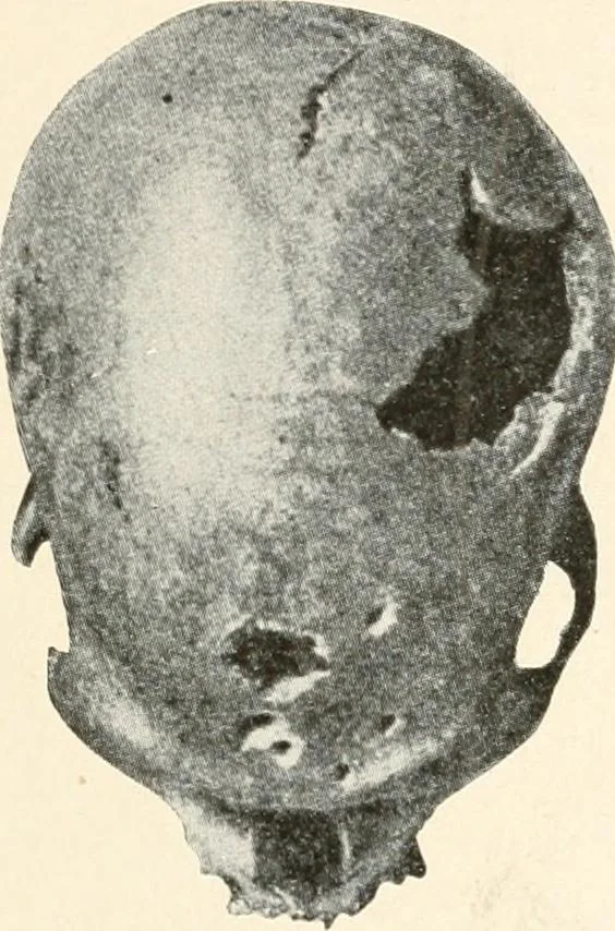 An illustration from Men of the old stone age : their environment, life and art, 1915, leaf 262