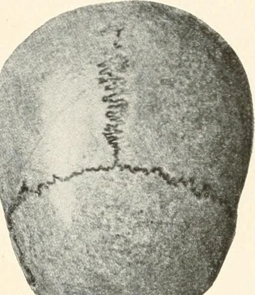 An illustration from Men of the old stone age : their environment, life and art, 1915, leaf 262