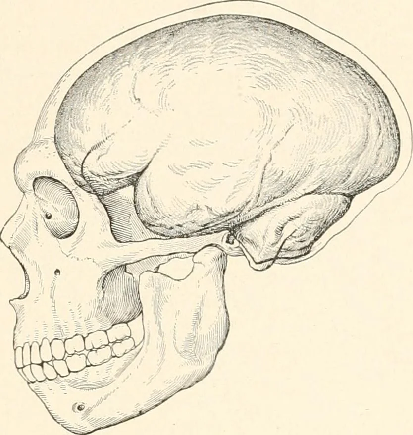 An illustration from Men of the old stone age : their environment, life and art, 1915, leaf 266