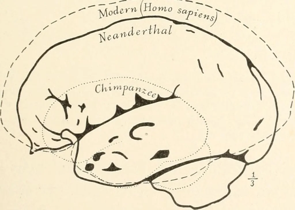An illustration from Men of the old stone age : their environment, life and art, 1915, leaf 266