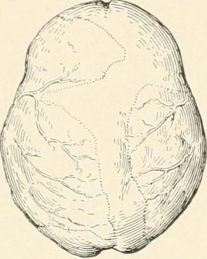 An illustration from Men of the old stone age : their environment, life and art, 1915, leaf 267