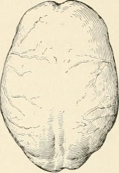 An illustration from Men of the old stone age : their environment, life and art, 1915, leaf 267