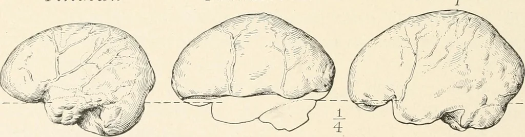 An illustration from Men of the old stone age : their environment, life and art, 1915, leaf 267