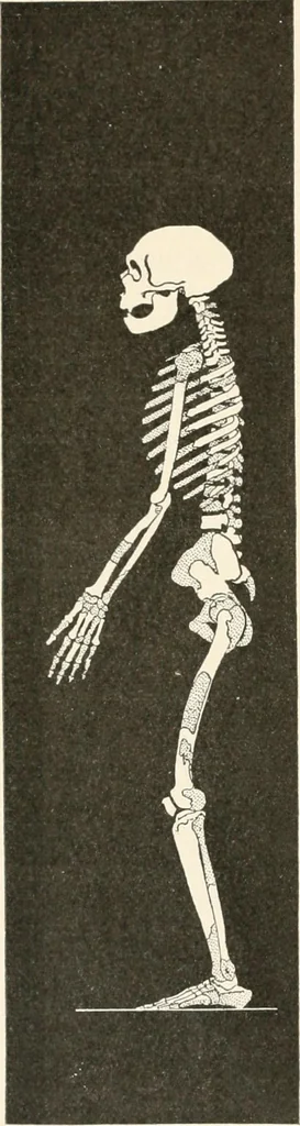 An illustration from Men of the old stone age : their environment, life and art, 1915, leaf 269