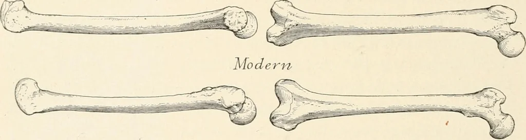 An illustration from Men of the old stone age : their environment, life and art, 1915, leaf 271