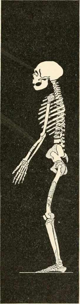 An illustration from Men of the old stone age : their environment, life and art, 1915, leaf 328