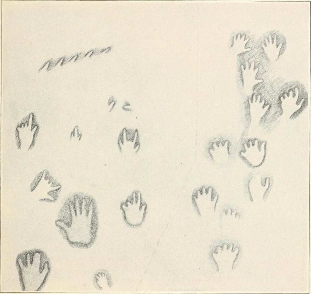 An illustration from Men of the old stone age : their environment, life and art, 1915, leaf 356