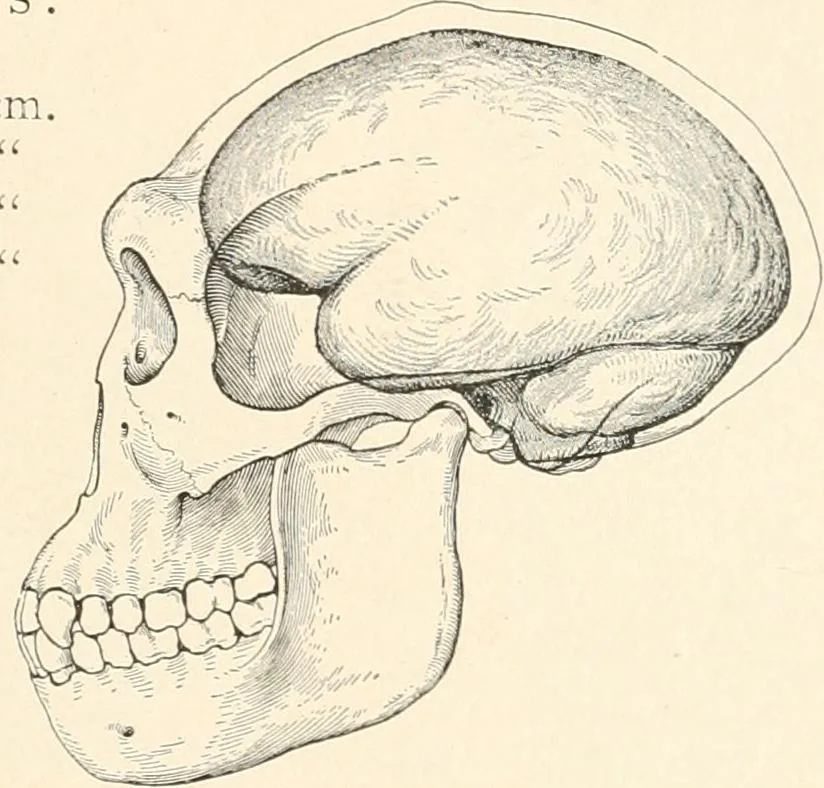 An illustration from Men of the old stone age : their environment, life and art, 1915, leaf 40
