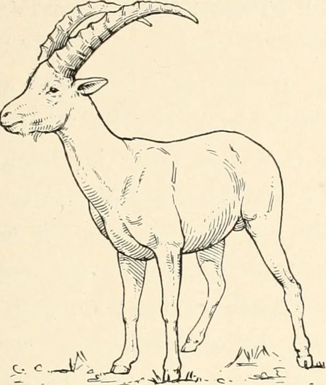An illustration from Men of the old stone age : their environment, life and art, 1915, leaf 404