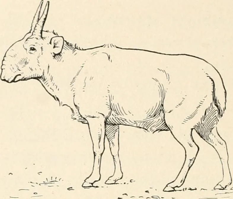 An illustration from Men of the old stone age : their environment, life and art, 1915, leaf 407