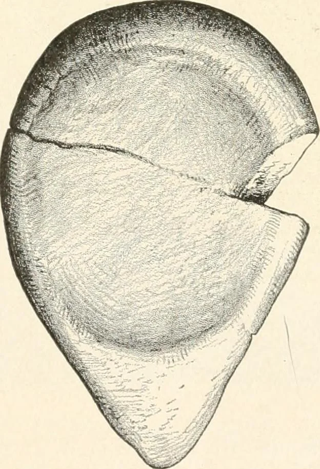 An illustration from Men of the old stone age : their environment, life and art, 1915, leaf 434
