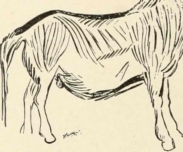 An illustration from Men of the old stone age : their environment, life and art, 1915, leaf 443