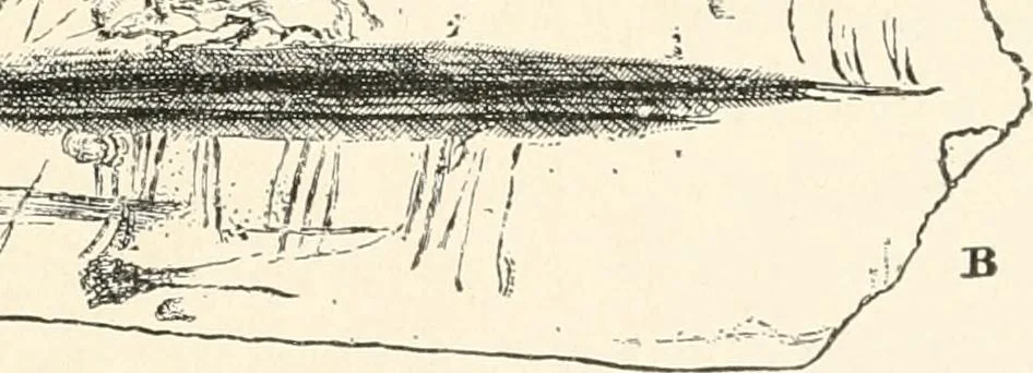 An illustration from Men of the old stone age : their environment, life and art, 1915, leaf 476