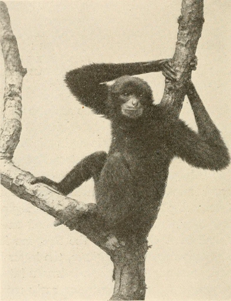 An illustration from Men of the old stone age : their environment, life and art, 1915, leaf 83