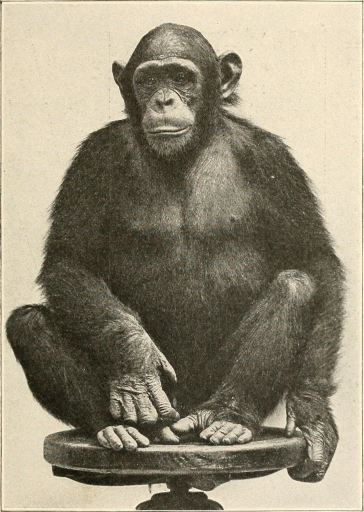 An illustration from Men of the old stone age : their environment, life and art, 1915, leaf 86