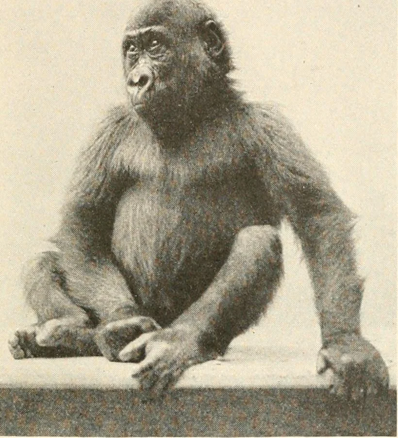 An illustration from Men of the old stone age : their environment, life and art, 1915, leaf 88
