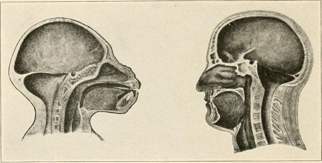 An illustration from Men of the old stone age : their environment, life and art, 1915, leaf 89