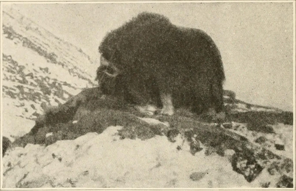 An illustration from Men of the old stone age : their environment, life and art, 1915, leaf 99