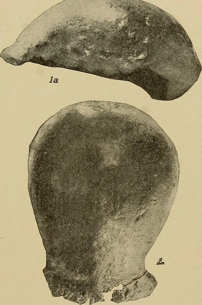 An illustration from Men of the old stone age, their environment, life and art, 1915, leaf 112