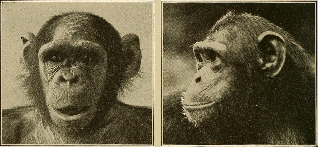 An illustration from Men of the old stone age, their environment, life and art, 1915, leaf 113