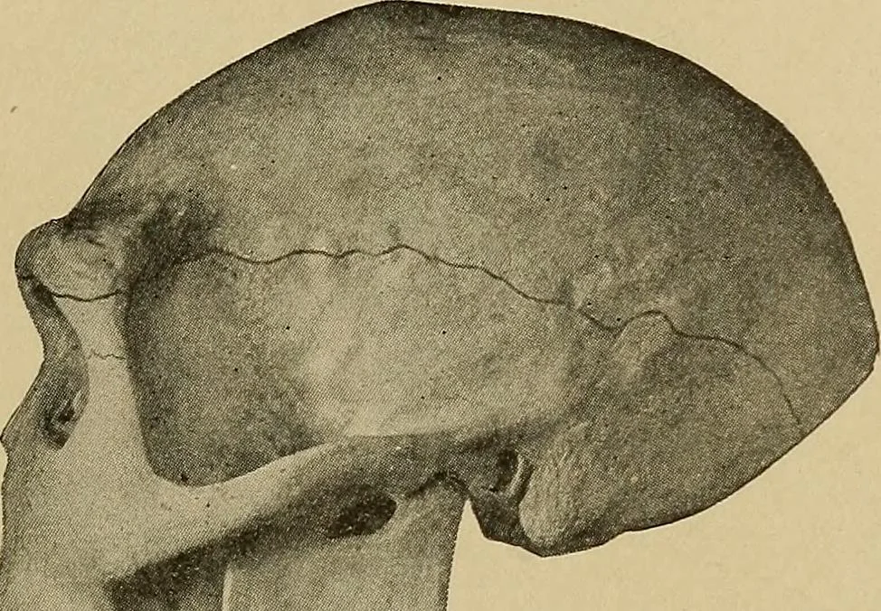 An illustration from Men of the old stone age, their environment, life and art, 1915, leaf 114