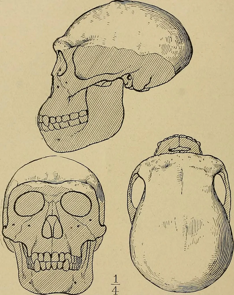 An illustration from Men of the old stone age, their environment, life and art, 1915, leaf 115