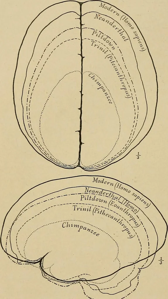An illustration from Men of the old stone age, their environment, life and art, 1915, leaf 119