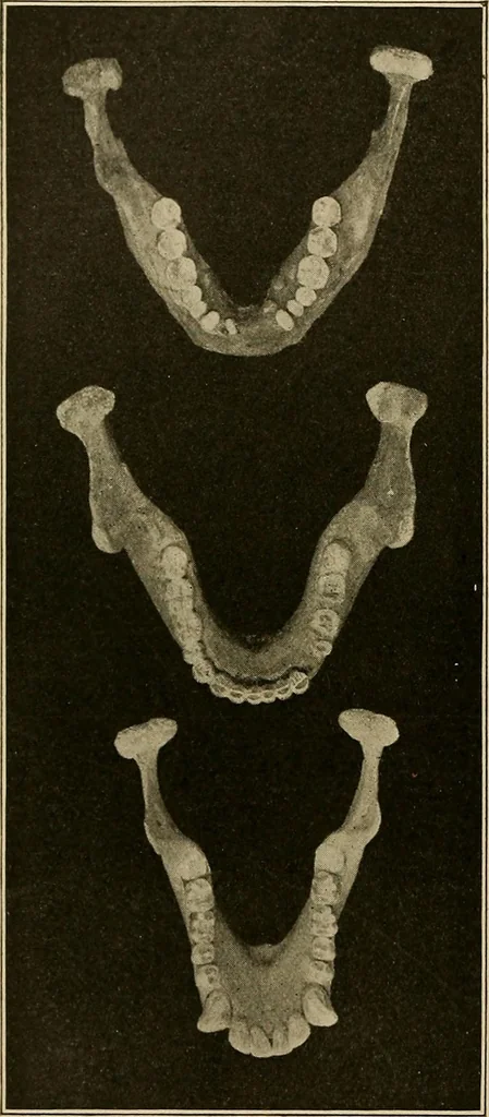 An illustration from Men of the old stone age, their environment, life and art, 1915, leaf 135