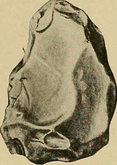 An illustration from Men of the old stone age, their environment, life and art, 1915, leaf 169
