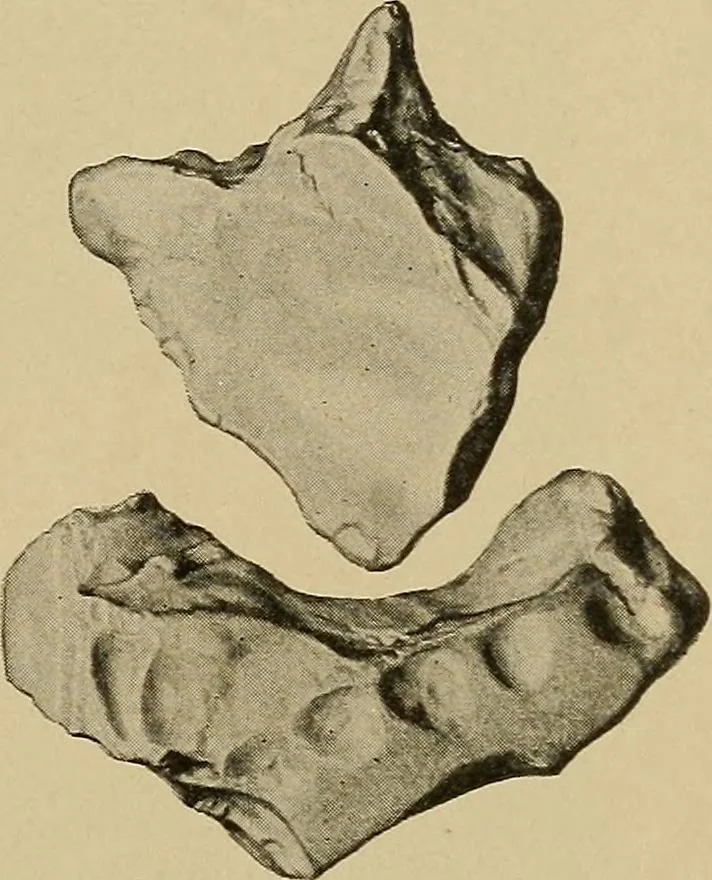 An illustration from Men of the old stone age, their environment, life and art, 1915, leaf 170