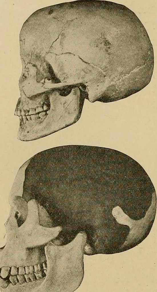 An illustration from Men of the old stone age, their environment, life and art, 1915, leaf 171