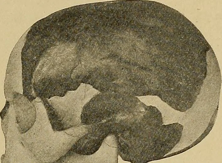 An illustration from Men of the old stone age, their environment, life and art, 1915, leaf 172